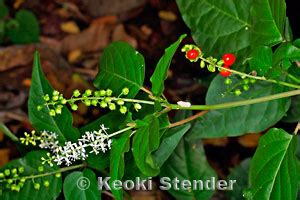 Coral Berry, Rivina humilis