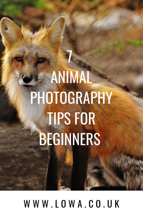 7 Animal Photography Beginner Tips | Photography tips for beginners, Animal photography ...