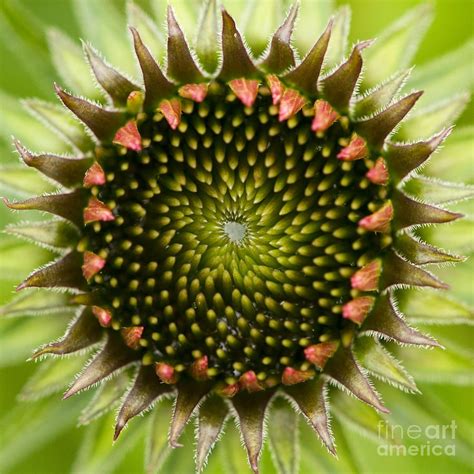 Nature's Geometry by Carrie Cranwill | Geometry in nature, Geometric nature, Patterns in nature