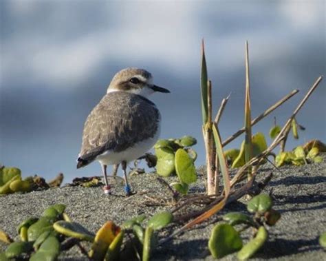 Snowy Plover.jpg | FWS.gov