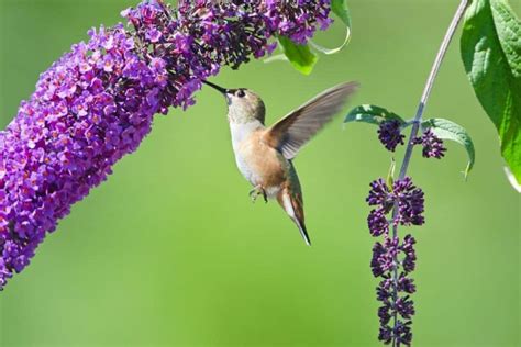 12 Beautiful Perennial Flowers That Attract Hummingbirds To The Garden