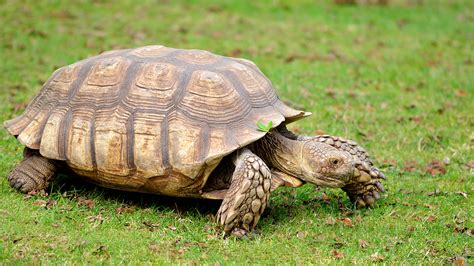 African Spurred Tortoise | San Diego Zoo Animals & Plants