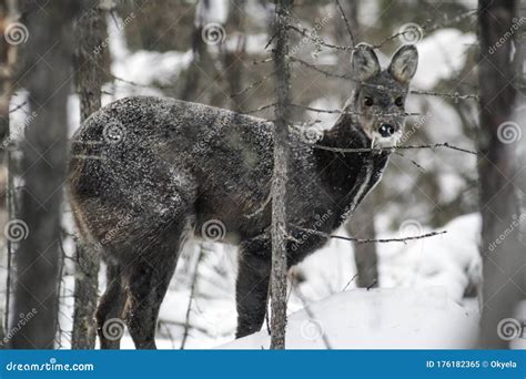 Siberian Musk Deer in the Forest. Small Deer with Large Fangs Stock ...