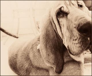 Lazy Hound Dog | Jake | Ⅿeagan | Flickr