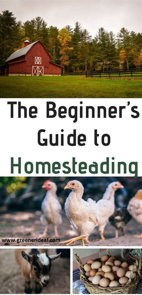 The Beginner's Guide to Homesteading | Greener Ideal#beginners #greener #guide #homesteading # ...