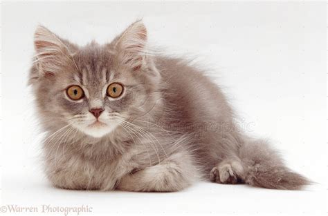 Grey tabby Persian-cross kitten photo - WP19109