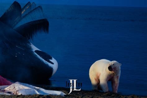 Polar Bear and whale | Churchill Canada | Photos by Jess Lee