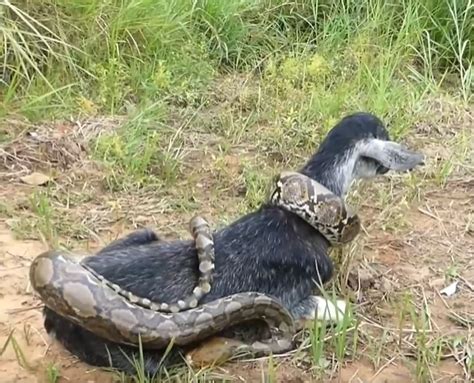 Village Kids Save Goat From Python Attack