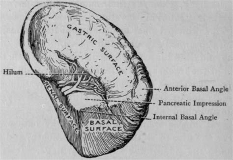 hilus of spleen - meddic