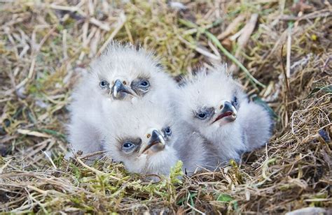 Cute Baby Eagles (25 pics)