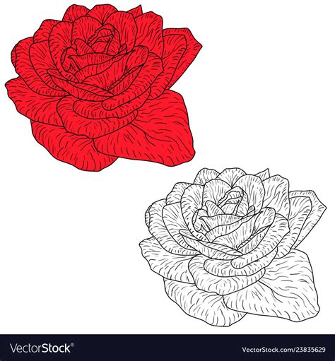 Beautiful monochrome and color sketch rose flower Vector Image