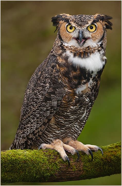 Great Horned Owl (Birds of Prey, Owls) | Birds of Prey | Pinterest