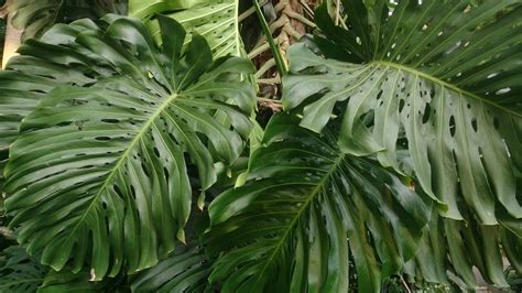 Monstera Deliciosa vs Borsigiana : Differences and Similarities ...