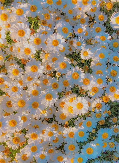 daisies, daisy, cottage core, nature, white, yellow, green, aesthetic, breathtaking, lockscreen ...