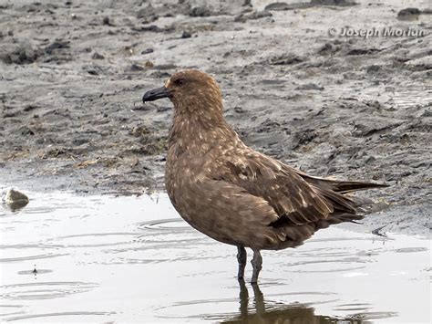 Brown Skua - BirdForum Opus | BirdForum