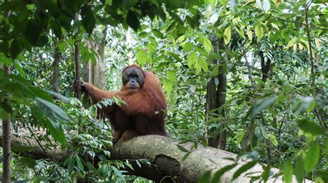 Gunung Leuser & Orang Utans | Jungle trekking at Gunung Leus… | Flickr