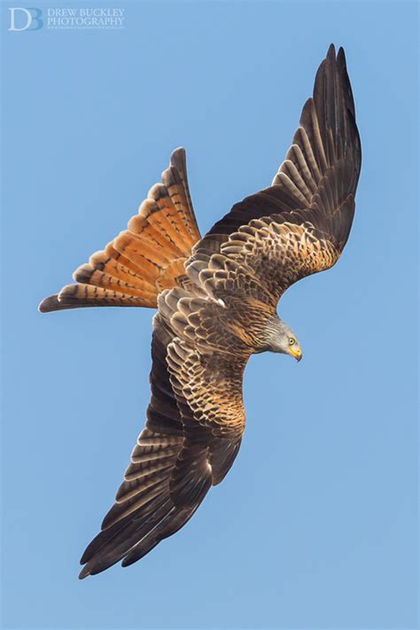 Acrobatic Red Kite Photography in Wales