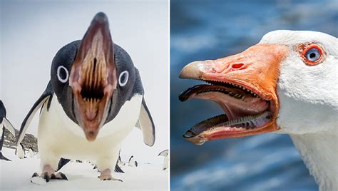 Bird Mouths Are Terrifying