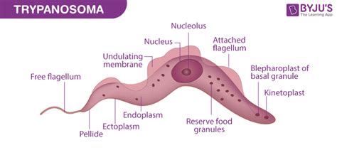 Trypanosome Life Cycle