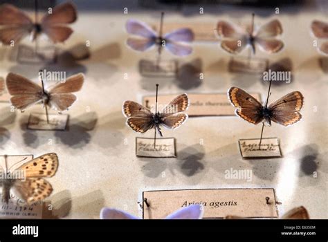 collection of butterfly specimen Stock Photo - Alamy