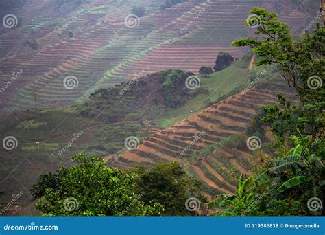 Paddy Terraces Vietnam South East Asia Stock Photo - Image of ...