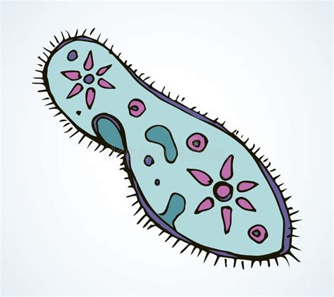 Paramecium Caudatum. Vector Drawing Icon Stock Vector - Illustration of ...