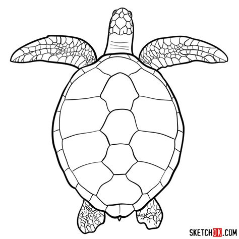 How to draw a Sea Turtle (view from the top) - Sketchok easy drawing guides