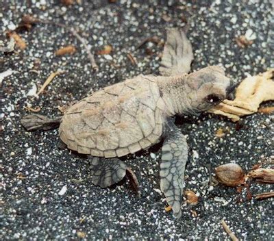 Our National Parks » Native wildlife at risk at Hawai’i Volcanoes