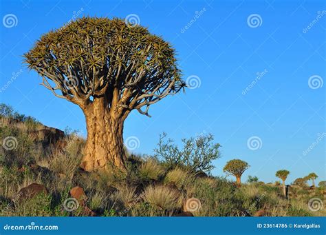 Quiver tree stock photo. Image of scenic, kookerbaum - 23614786