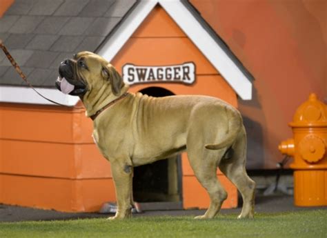 Swagger (Cleveland Browns) | SportsMascots Wikia | Fandom