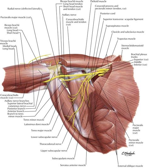 Pectoral and brachialis muscles