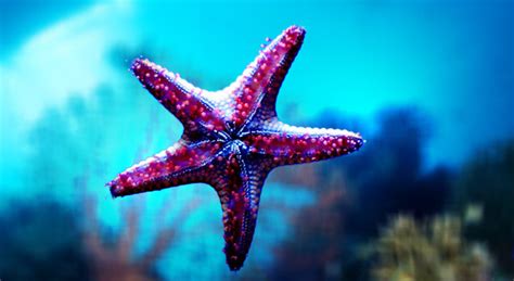 Starfish Facts, Pictures, Habitat and Other Information