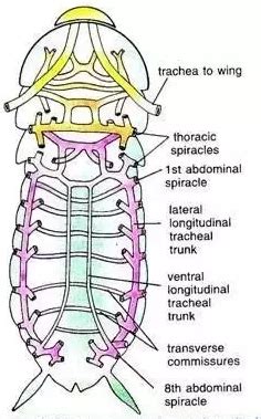 MCQ Questions for Class 11 Medical Biology Structural Organisation In Animals Quiz 15 - MCQExams.com