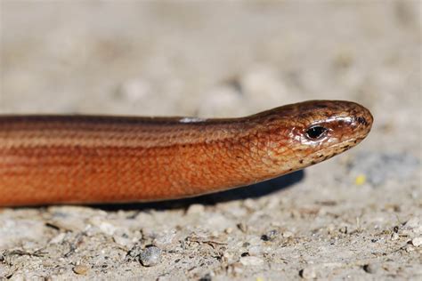 Yorkshire Field Herping and Wildlife Photography: Multicoloured Slow ...