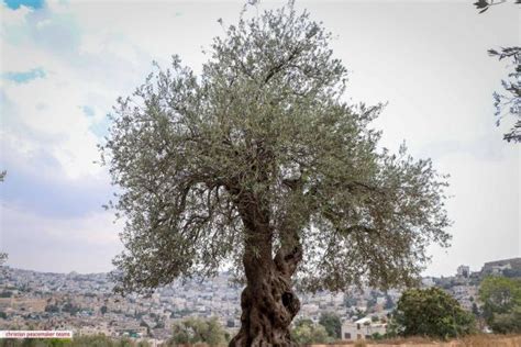 AL KHALIL/ HEBRON: Occupied Palestine gathers its olives | Christian Peacemaker Teams