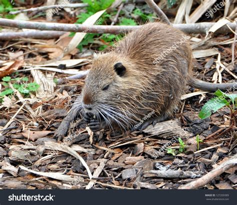 Closeup Of A Juvenile Louisiana Nutria Rat (Myocastor Coypus) Stock Photo 127209389 : Shutterstock