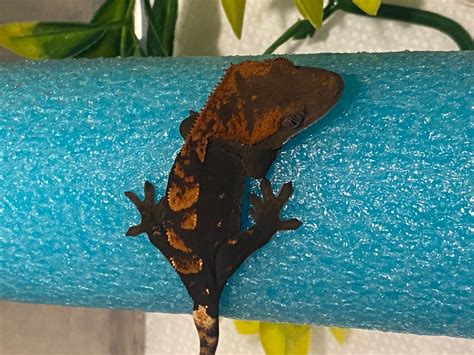 Dark Flame Crested Gecko by Dragon Momma Cresties - MorphMarket