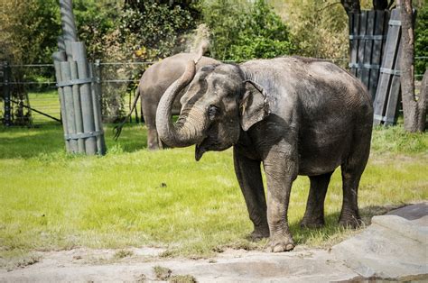 The Fort Worth Zoo is Growing - American Humane - American Humane