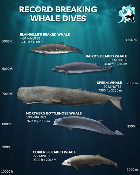 How did whales become the world's deepest-diving mammals?