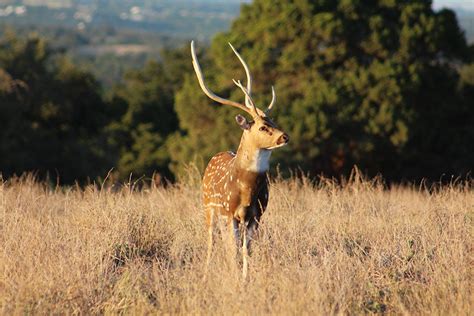 Axis Deer – Fossil Rim Wildlife Center