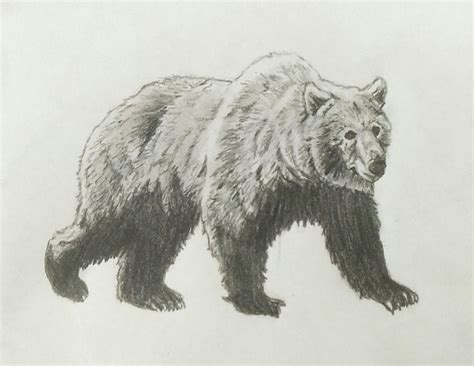 Grizzly Bear Sketches Grizzly Bear Drawing Bear Drawing Grizzly Bear ...