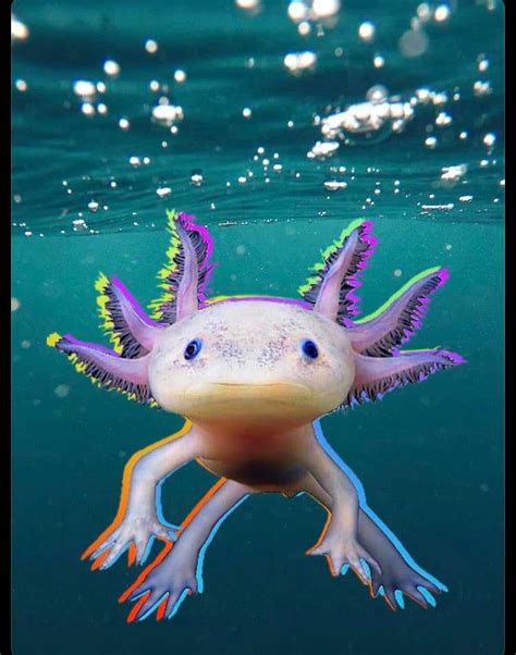 HD Axolotl Wallpaper | WhatsPaper