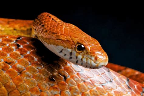 Corn Snake Humidity, Temperature & Lighting (Complete Guide)