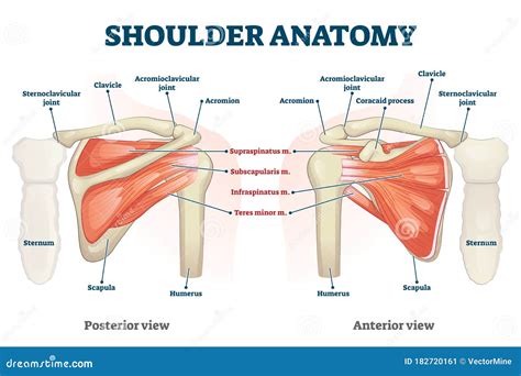 Shoulder Anatomy Diagram Vector Illustration Of Shoulder Joint | Images ...