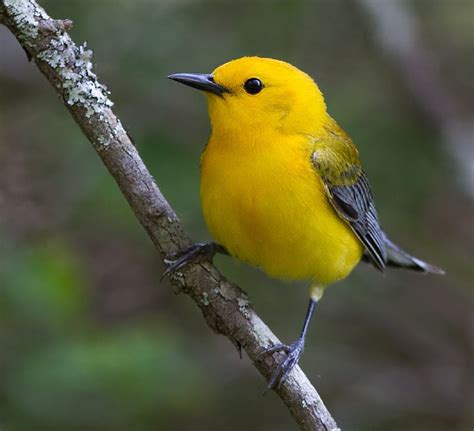 Royalty-Free photo: Prothonotary warbler perched on branch during daytime | PickPik