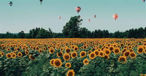 Bed Of Sunflower · Free Stock Photo