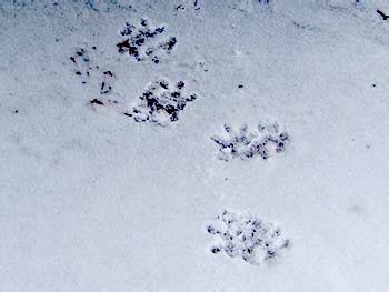 How to recognize Opossum Tracks