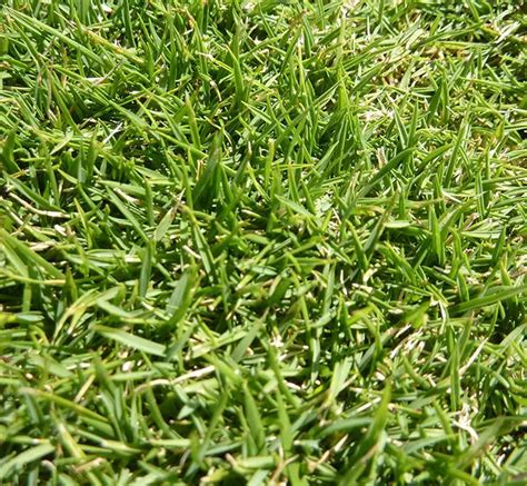 3 Best Weed Killers for Zoysia Grass - Lawn and Petal