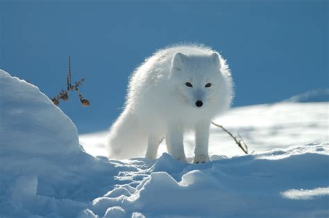 110+ Arctic Fox HD Wallpapers and Backgrounds