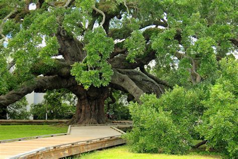 Majestic Florida Oak Tree Care - Warner Tree Service